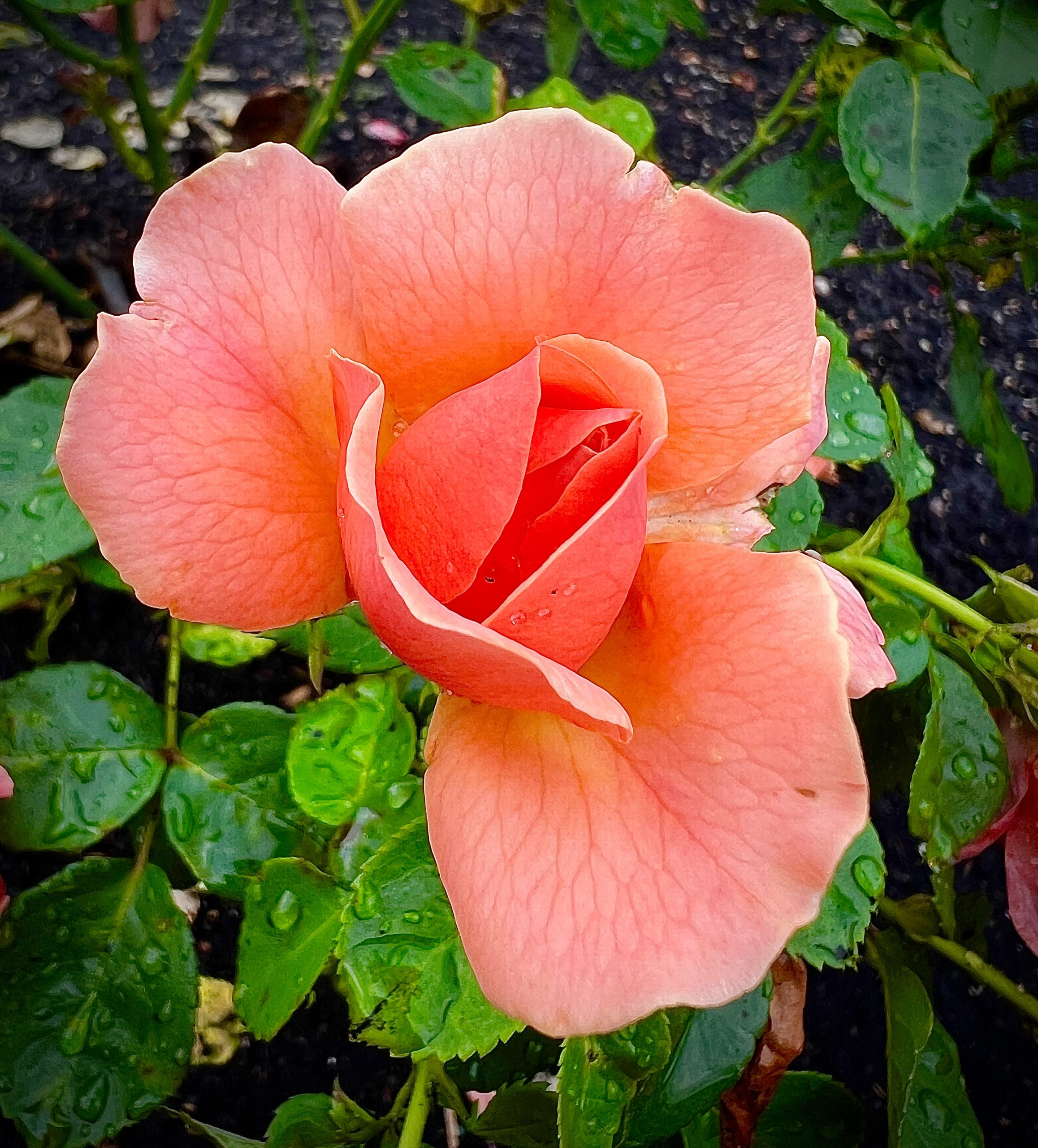 2025 Award Winner Winner - 1st Place -Queen - Butch-Sherwood